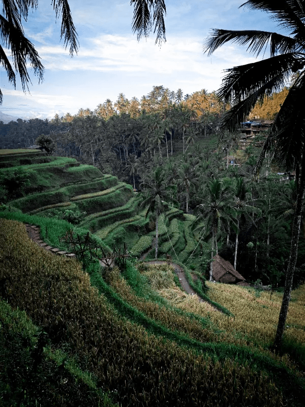 Rice Field Ubud Bali in February. Photo by Rennon Kiefer, Pexels