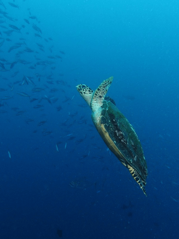 Green sea turtle (Chelonia mydas) at Batu Bolong (near Komodo, Indonesia). Wikimedia.