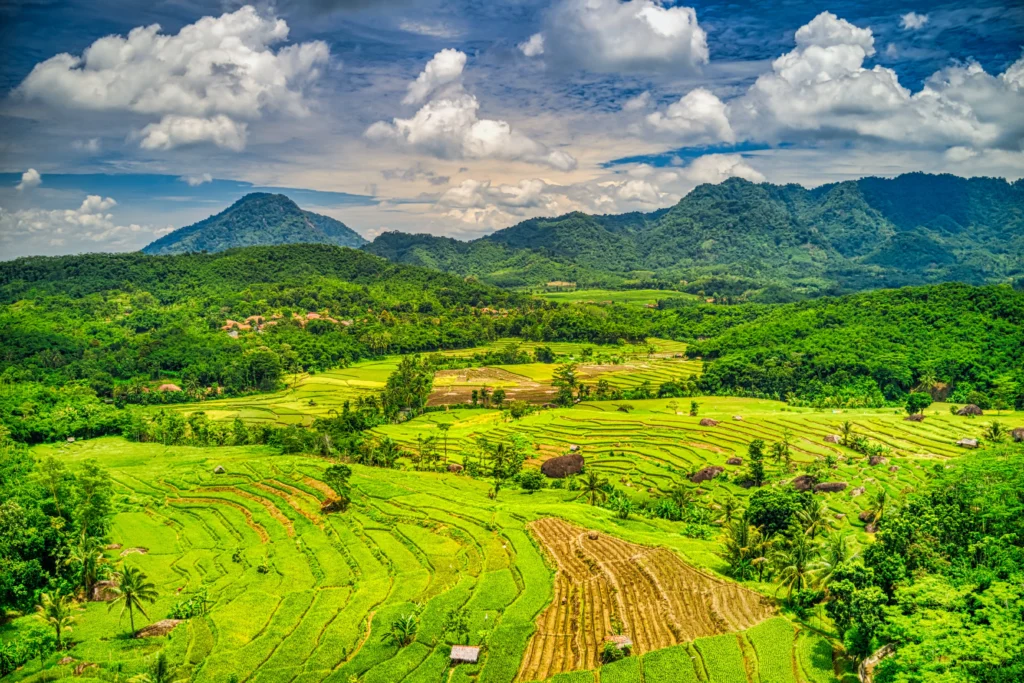 Indonesian Field Rice
