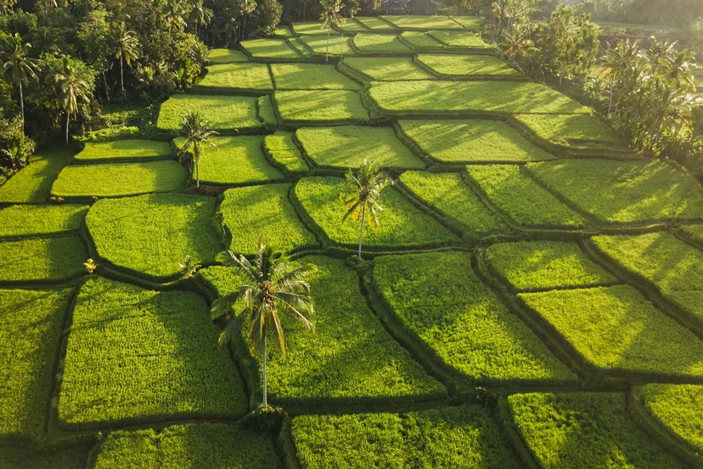 Rice terraces hill in Ubud at sunrise, Bali Indonesia. Beautiful sun light and rays on field. By olegbreslavtsev