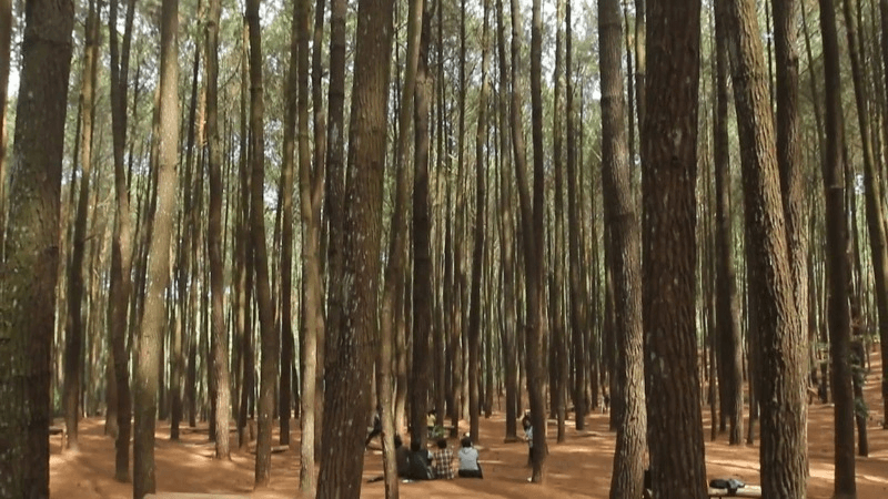 Magunan Pine Forest