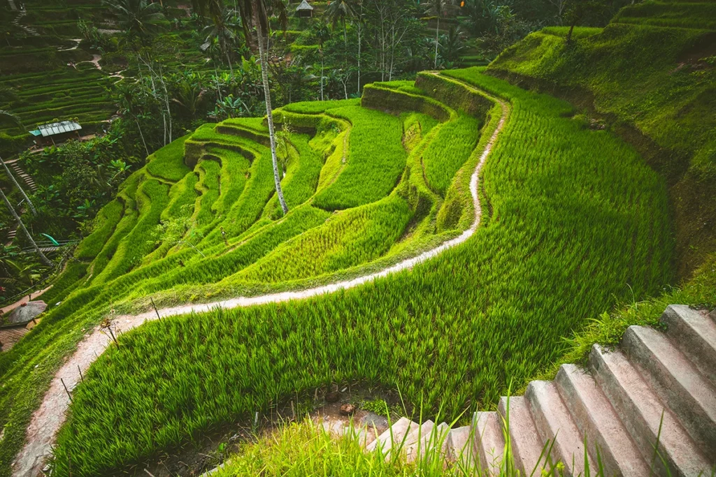 Tegalalang rice terrace in the Ubud, Bali. Indonesian landscape. Famous scene of the green paddies involving the subak (traditional Balinese cooperative irrigation system). Popular tourist attraction. By goinyk